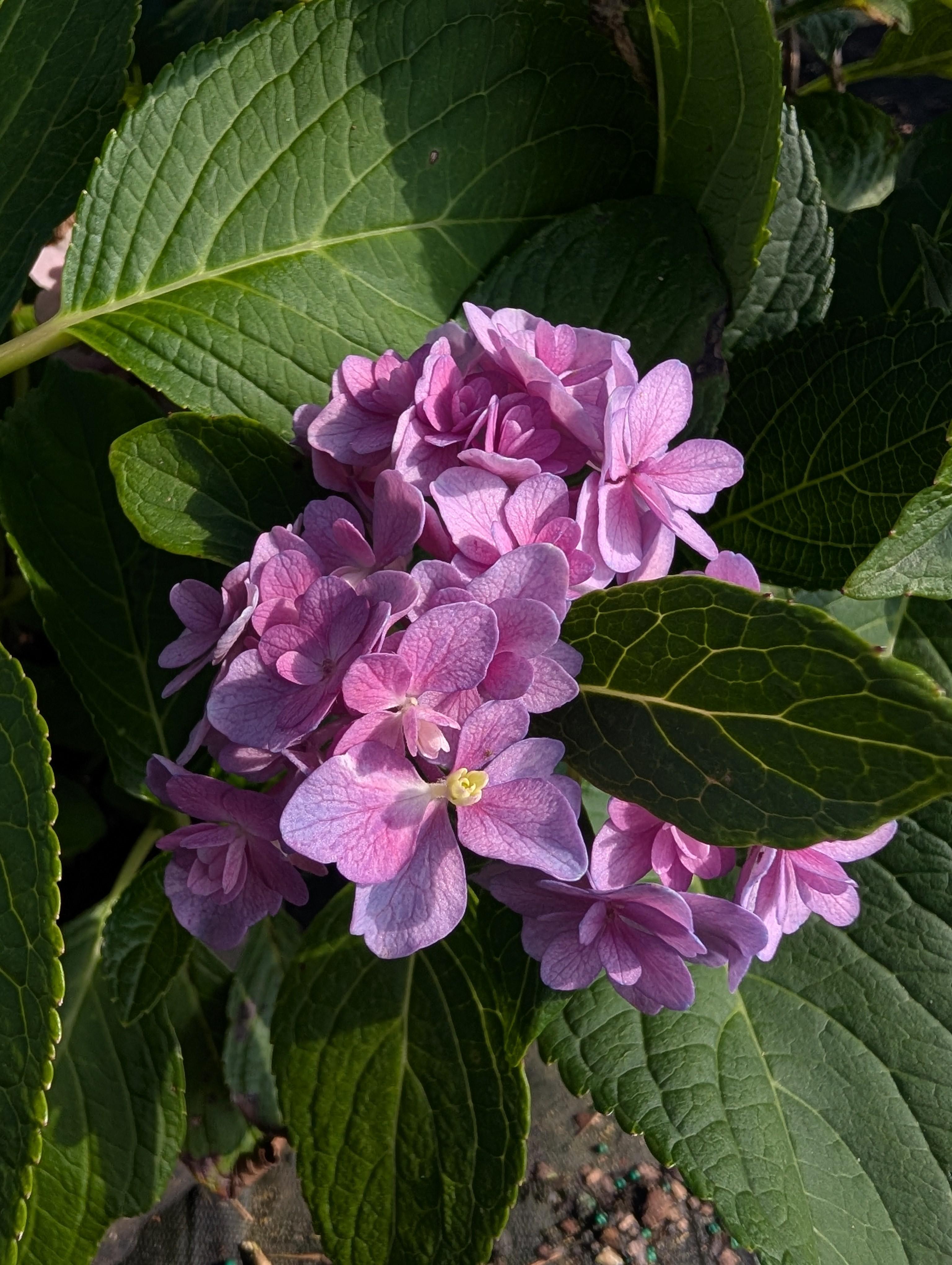Double Down® Bigleaf Hydrangea Hydrangea macrophylla Double Down® from Pender Nursery