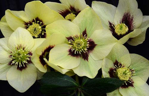 Spanish Flare Lenten Rose Helleborus 'Spanish Flare' from Pender Nursery