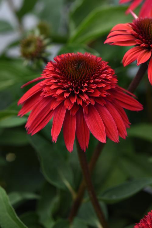 DoubleScoop™ Strawberry Deluxe Coneflower Echinacea DoubleScoop™ Strawberry Deluxe PPAF from Pender Nursery