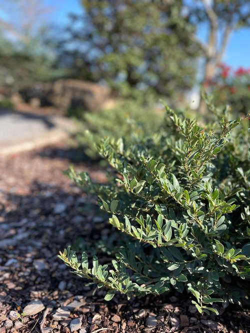 Little Champ™ Distylium Distylium Little Champ™ PPAF from Pender Nursery