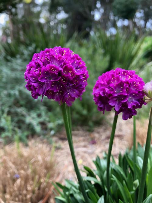 Dreameria® Vivid Dreams Armeria Armeria Dreameria® Vivid Dreams PP#35236 from Pender Nursery