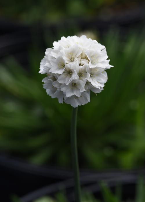 Dreameria® Dream Clouds Armeria Armeria Dreameria® Dream Clouds PP#33597 from Pender Nursery