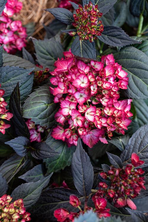 Eclipse® Bigleaf Hydrangea Hydrangea macrophylla Eclipse® PP#34544 from Pender Nursery