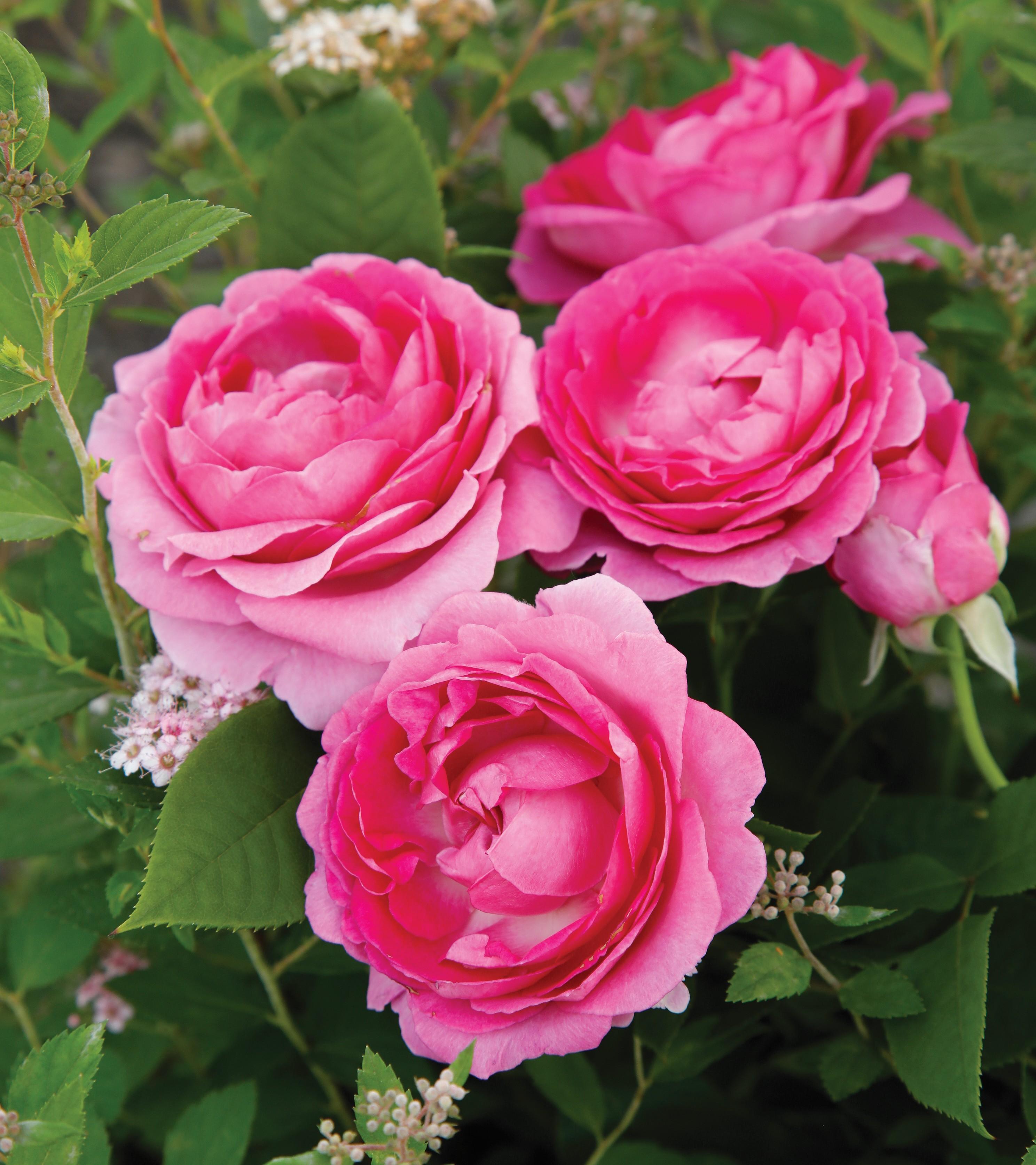 Raspberry Cupcake™ Scentables™ Rose Rosa Raspberry Cupcake™ PP#33406 from Pender Nursery