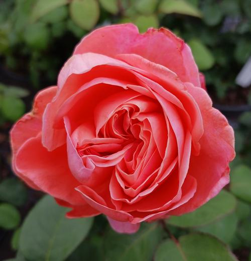 Sweet Mademoiselle™ Scentables™ Rose Rosa Sweet Mademoiselle™ PP#28659 from Pender Nursery