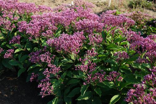 Euphoria™ Ruby Joe Pye-Weed Eupatorium Euphoria™ Ruby PP#31668 from Pender Nursery