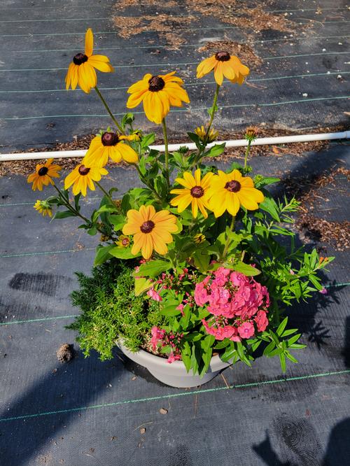  Combination Pot - Native Pollinator Garden from Pender Nursery