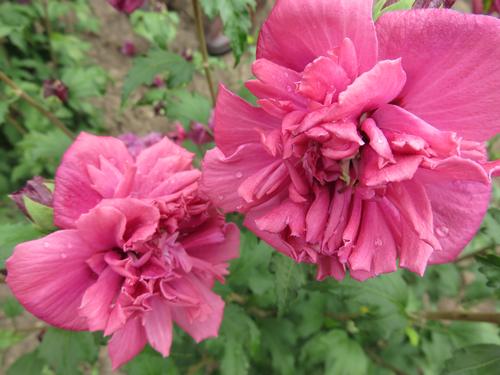 French Cabaret™ Red Rose of Sharon Hibiscus French Cabaret™ Red PP#30101 from Pender Nursery