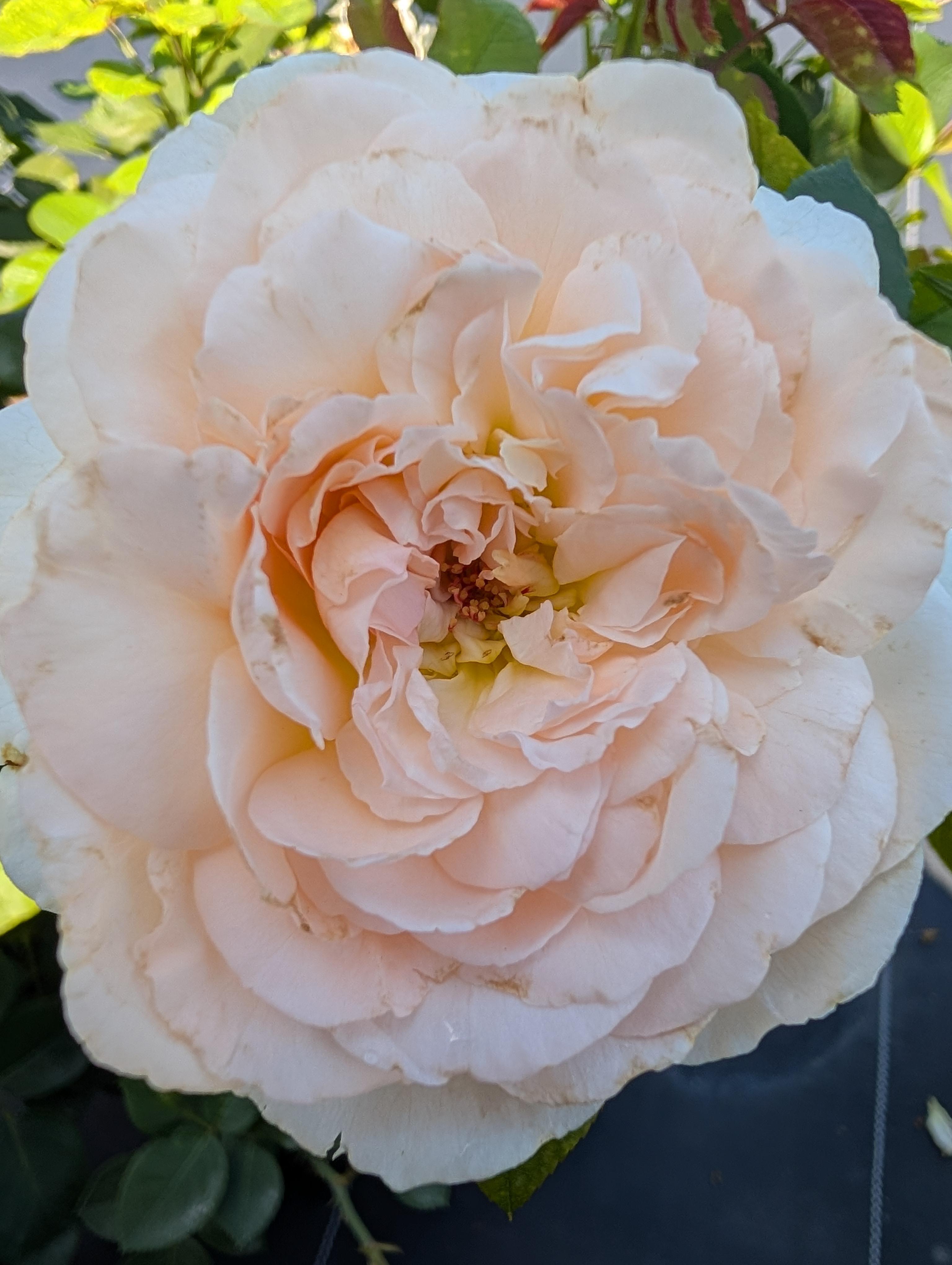 Bliss Parfuma® Scentables™ Rose Rosa Bliss Parfuma® PPAF from Pender Nursery