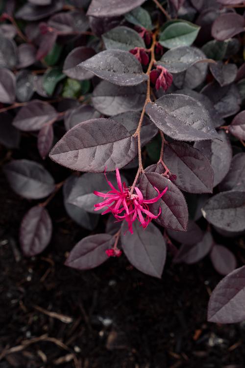 Plum Gorgeous™ Chinese Fringe Flower Loropetalum Plum Gorgeous™ PPAF from Pender Nursery