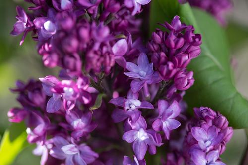 Virtual Violet® Lilac Syringa Virtual Violet® PP#30286 from Pender Nursery
