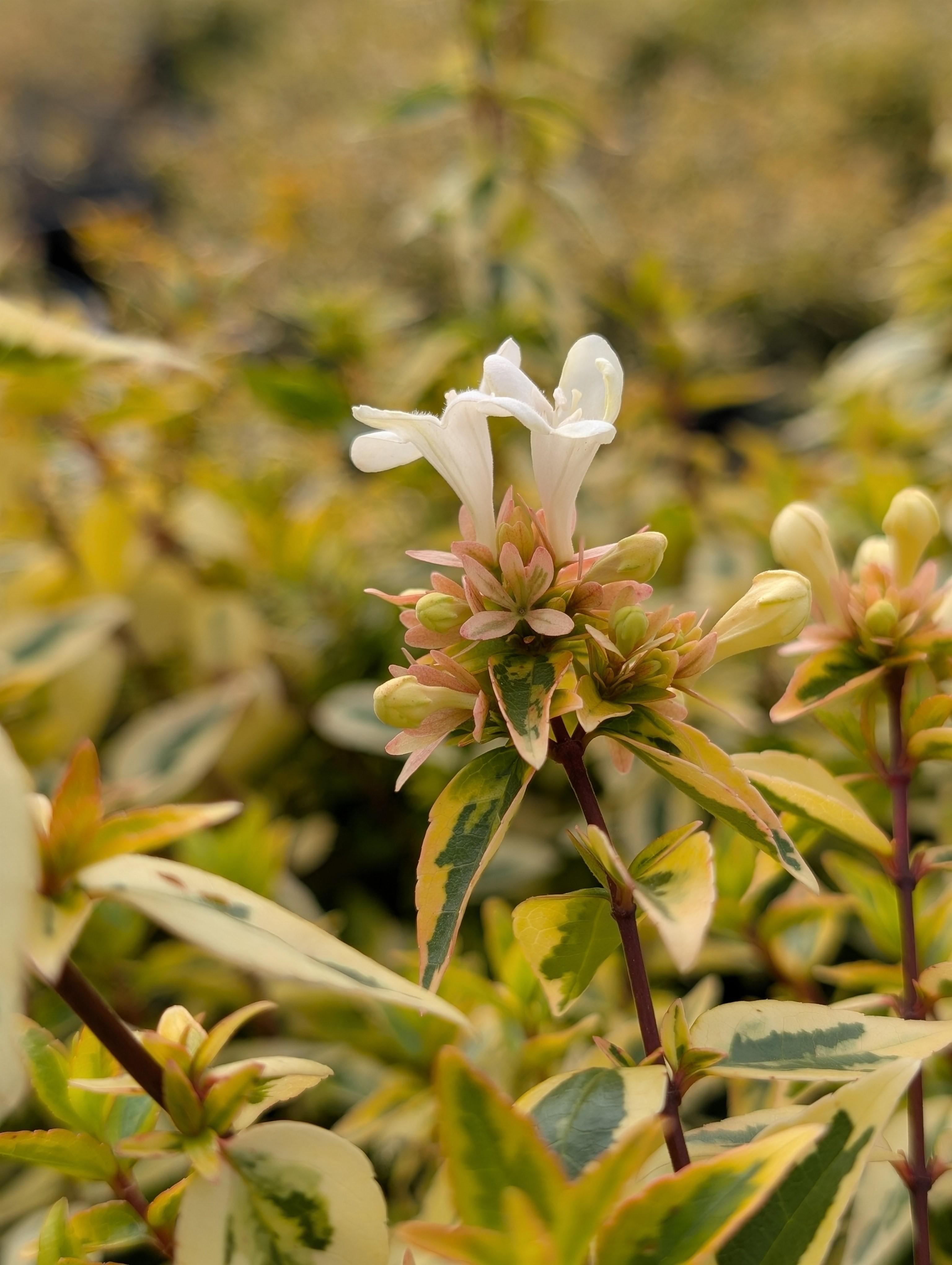 Suntastic® Peach Abelia Abelia Suntastic® Peach PP#34885 from Pender Nursery