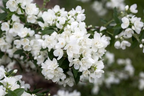 Snow White™ Mock Orange Philadelphus Snow White™ from Pender Nursery