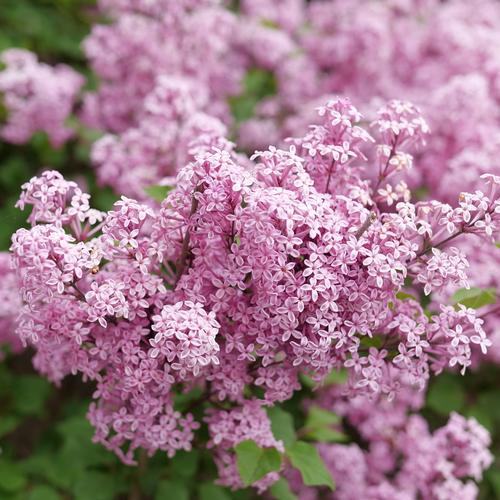 Bloomerang® Purpink Lilac Syringa Bloomerang® Purpink PP#35123 from Pender Nursery