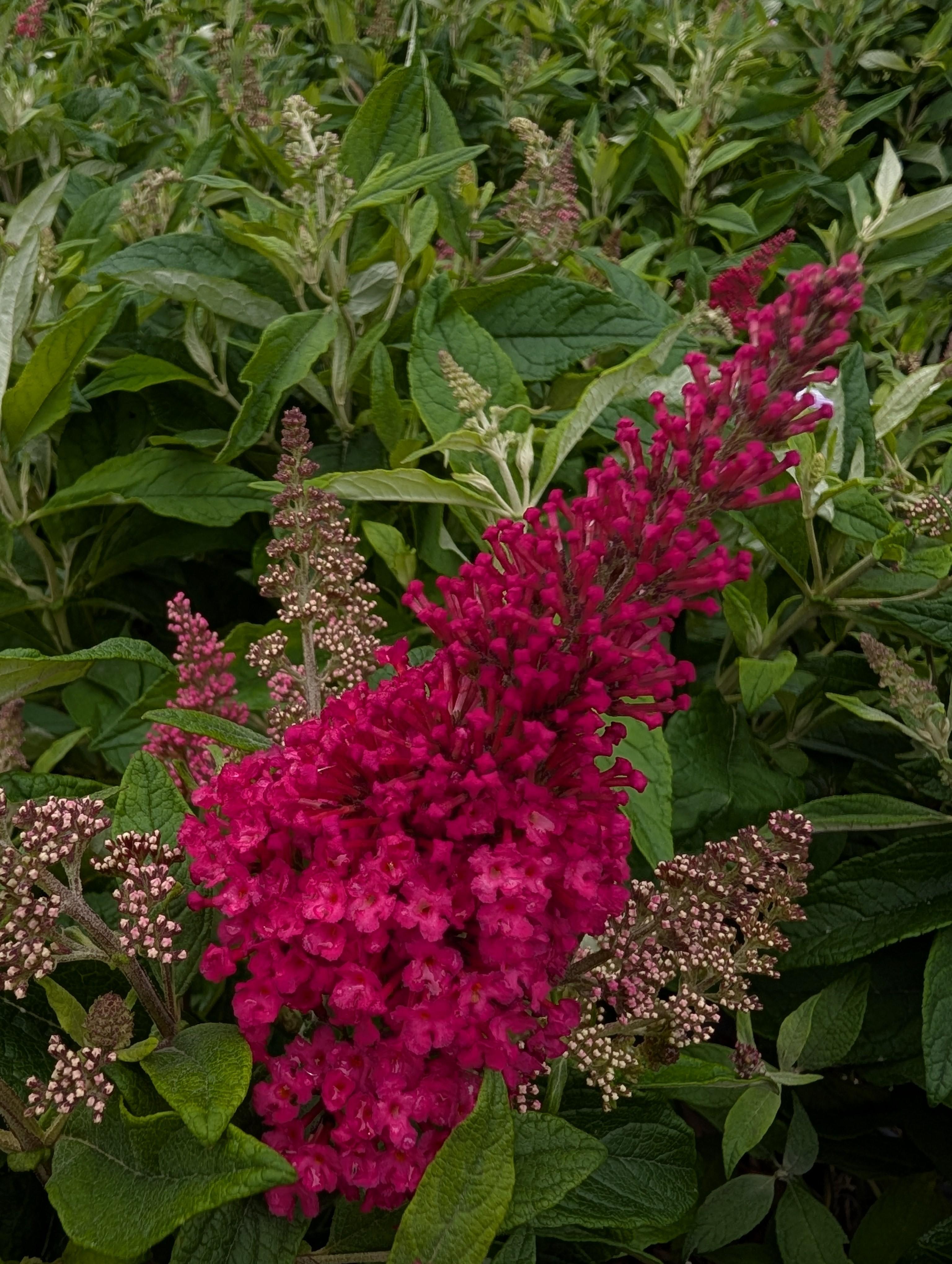 Li'l Raspberry™ Butterfly Bush PP#34500 Buddleia Li'l Raspberry™ PP#34500 from Pender Nursery