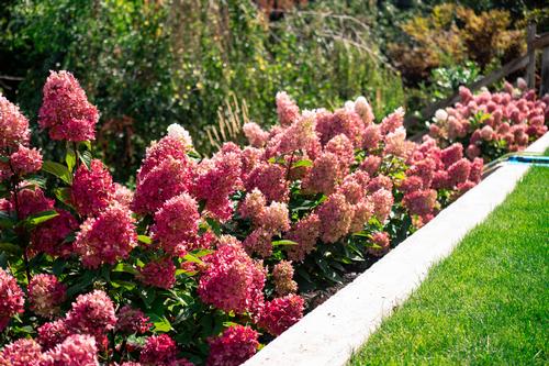 Bouncy™ Hardy Hydrangea Hydrangea paniculata Bouncy™ PPAF from Pender Nursery