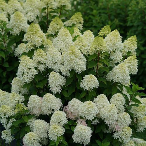 Quick Fire Fab® Hardy Hydrangea Hydrangea paniculata Quick Fire Fab® PP#32513 from Pender Nursery