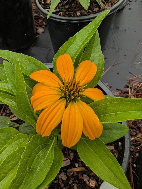 Guatemala™ Gold Coneflower Echinacea Guatemala™ Gold from Pender Nursery