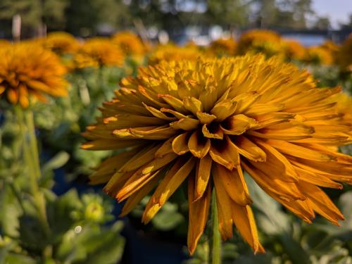 Solar Sisters Black-eyed Susan Rudbeckia hirta Solar Sisters™ PPAF from Pender Nursery
