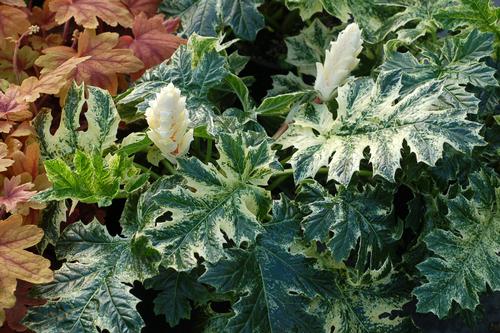 Whitewater Bear's Breeches Acanthus 'Whitewater' PP#23342 from Pender Nursery