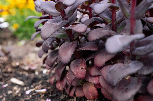 Puff Pastry™ Raspberry Stonecrop Sedum Puff Pastry™ Raspberry PPAF from Pender Nursery