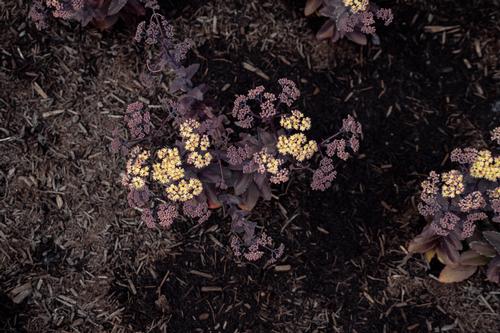 Puff Pastry™ White Chocolate Stonecrop Sedum Puff Pastry™ White Chocolate™ PPAF from Pender Nursery
