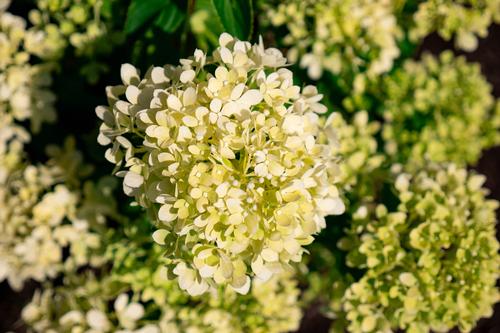 Bubble Bath™ Hardy Hydrangea Hydrangea paniculata Bubble Bath™ PPAF from Pender Nursery