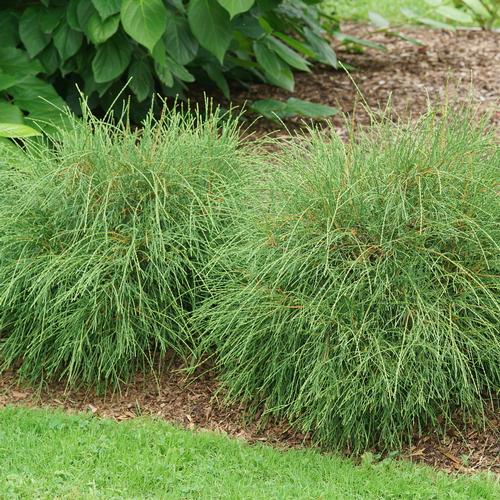 Whip It Good™ Arborvitae Thuja occidentalis Whip It Good™ PP#35030 from Pender Nursery