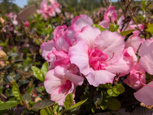Autumn Kiss® Reblooming Azalea Rhododendron Autumn Kiss® PPAF from Pender Nursery