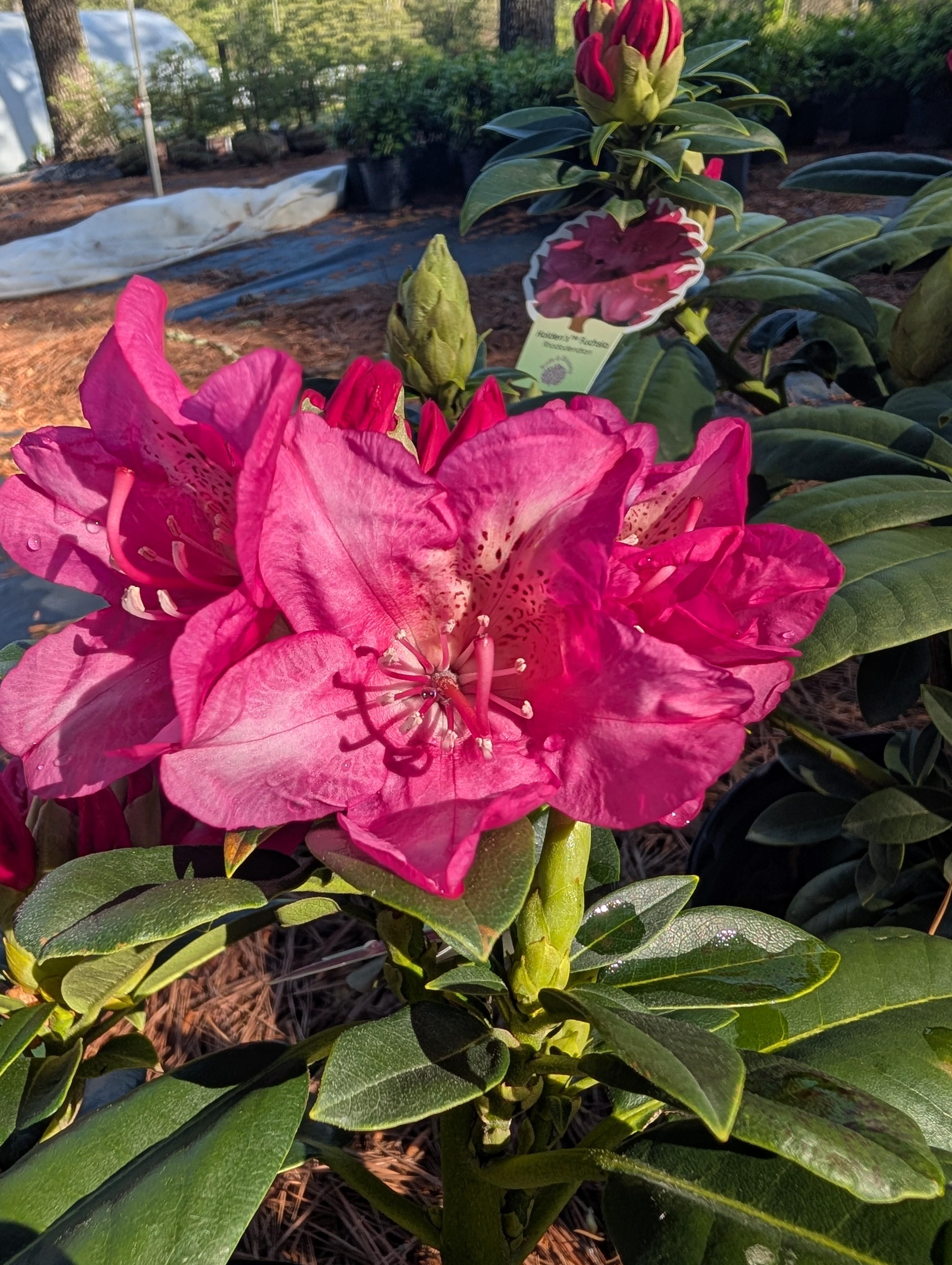 Holden's Fuschia Catawba Rhododendron Rhododendron catawbiense Holden's Fuschia from Pender Nursery