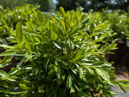 Lucky Charm® Boxwood Buxus microphylla Lucky Charm® PP#30890 from Pender Nursery
