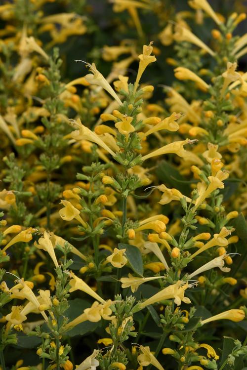 Summerlong™ Lemon Mexican Giant Hyssop Agastache mexicana Summerlong™ Lemon PP#36951 from Pender Nursery