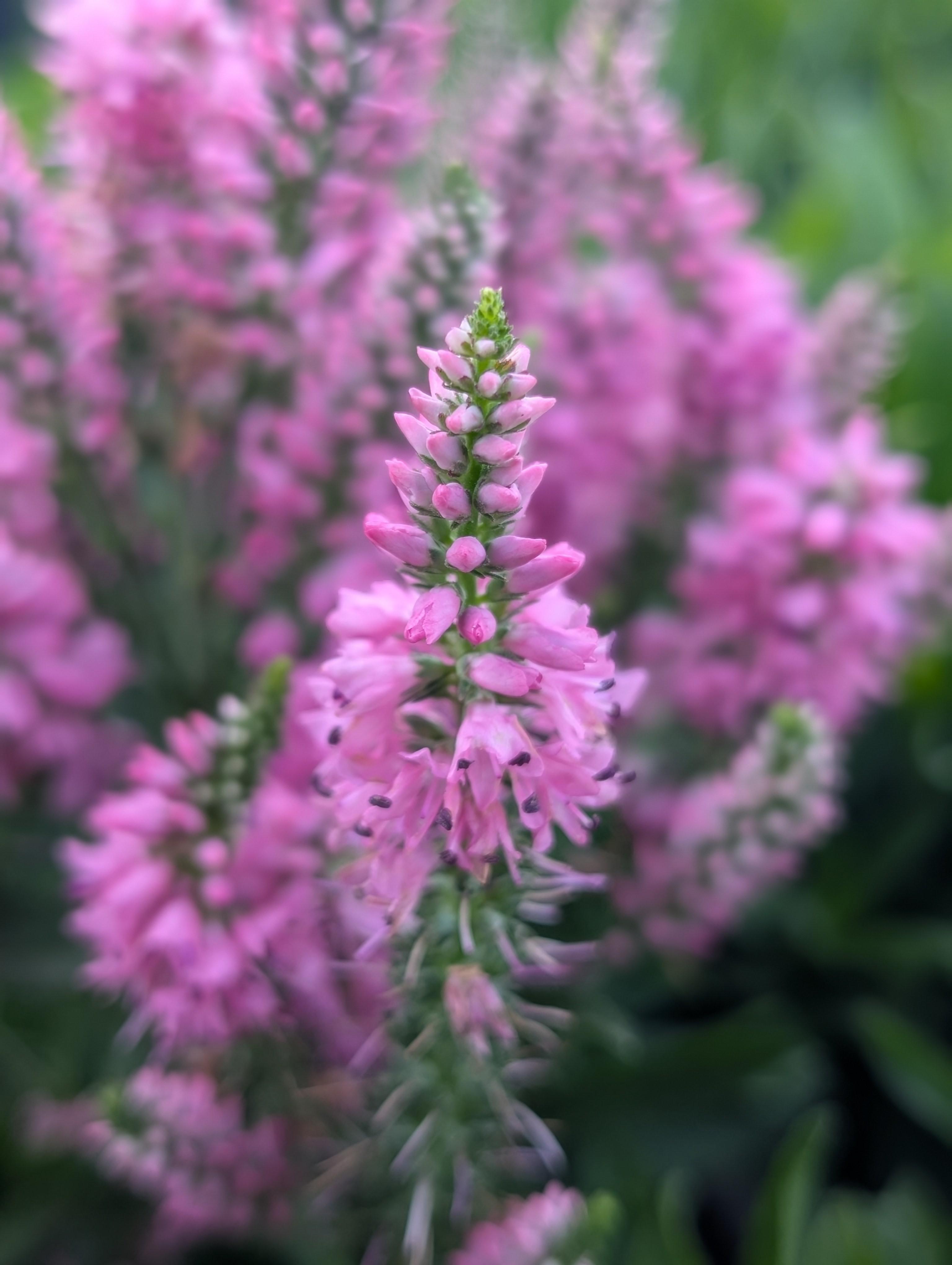 Pink Candles Speedwell Veronica spicata Pink Candles PP#29780 from Pender Nursery
