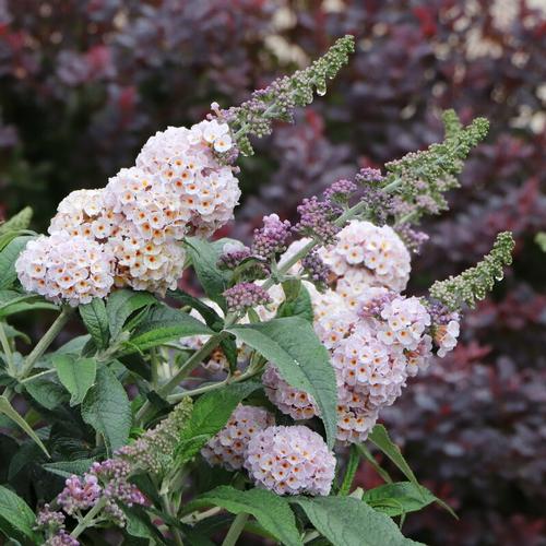 Pugster® Sorbet™ Butterfly Bush Buddleia Pugster® Sorbet™ PP#37502 from Pender Nursery