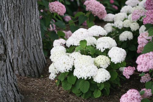 Invincibelle Wee White® Smooth Hydrangea Hydrangea arborescens Wee White® PP#30296 from Pender Nursery