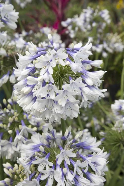 Indigo Frost™ Lily of the Nile Agapanthus Indigo Frost™ PP#25519 from Pender Nursery