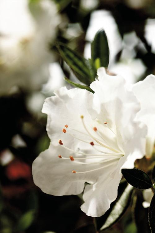 Autumn Angel® Reblooming Azalea Rhododendron Autumn Angel® PP#15227 from Pender Nursery
