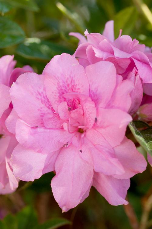 Autumn Carnation® Reblooming Azalea Rhododendron Autumn Carnation® PP#15339 from Pender Nursery