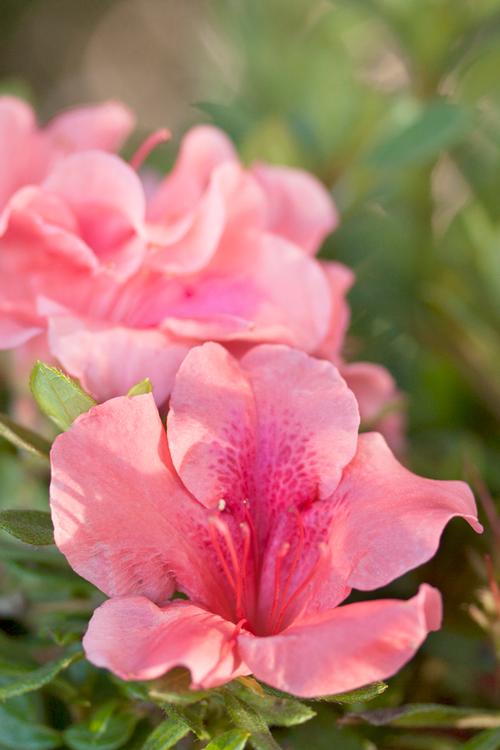 Autumn Coral® Reblooming Azalea Rhododendron Autumn Coral® PP#10568 from Pender Nursery