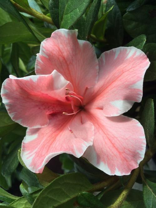 Autumn Sunburst&® Reblooming Azalea Rhododendron Autumn Sunburst® PP#25072 from Pender Nursery