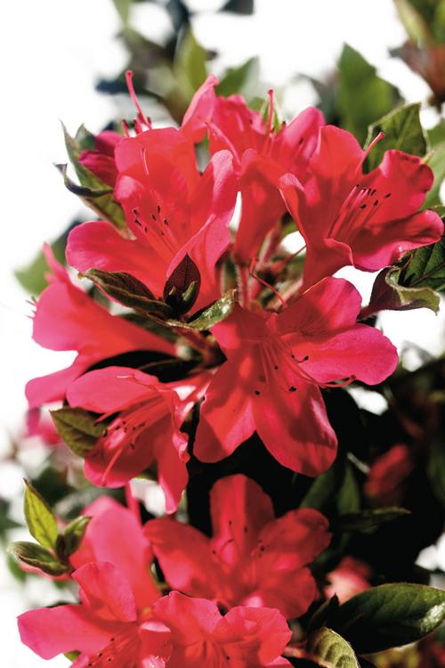 Autumn Ruby® Reblooming Azalea Rhododendron Autumn Ruby® PP#12110 from Pender Nursery