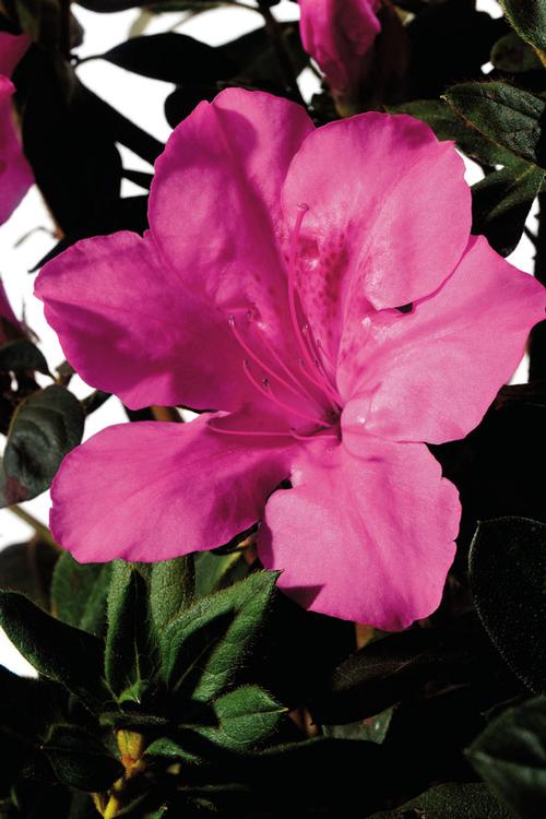 Autumn Sangria® Reblooming Azalea Rhododendron Autumn Sangria® PP#15077 from Pender Nursery