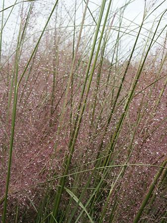 Muhly Grass Muhlenbergia capillaris from Pender Nursery