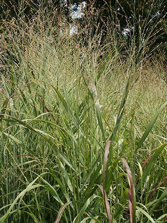 Shenandoah Switch Grass Panicum virgatum 'Shenandoah' from Pender Nursery