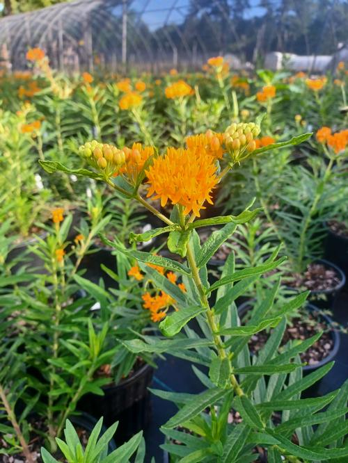 Butterfly Weed Asclepias tuberosa from Pender Nursery