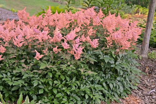 Visions in Pink Goat's Beard Astilbe 'Visions in Pink' from Pender Nursery