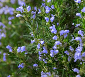 Chef's Choice® Rosemary Rosmarinus officinalis Chef's Choice® PP#18192 from Pender Nursery