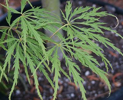 Viridis Cutleaf Japanese Maple Acer palmatum var. dis. Viridis from Pender Nursery