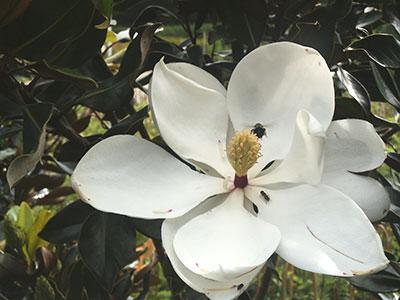 Little Gem Southern Magnolia Magnolia grandiflora 'Little Gem' from Pender Nursery