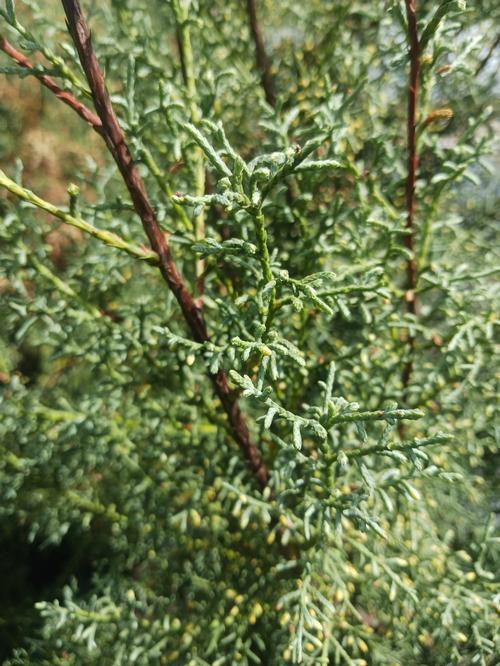 Carolina Sapphire Arizona Cypress Callitropsis glabra 'Carolina Sapphire' from Pender Nursery